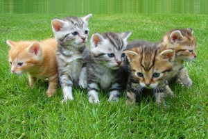 Foto de cinco gatinhos
